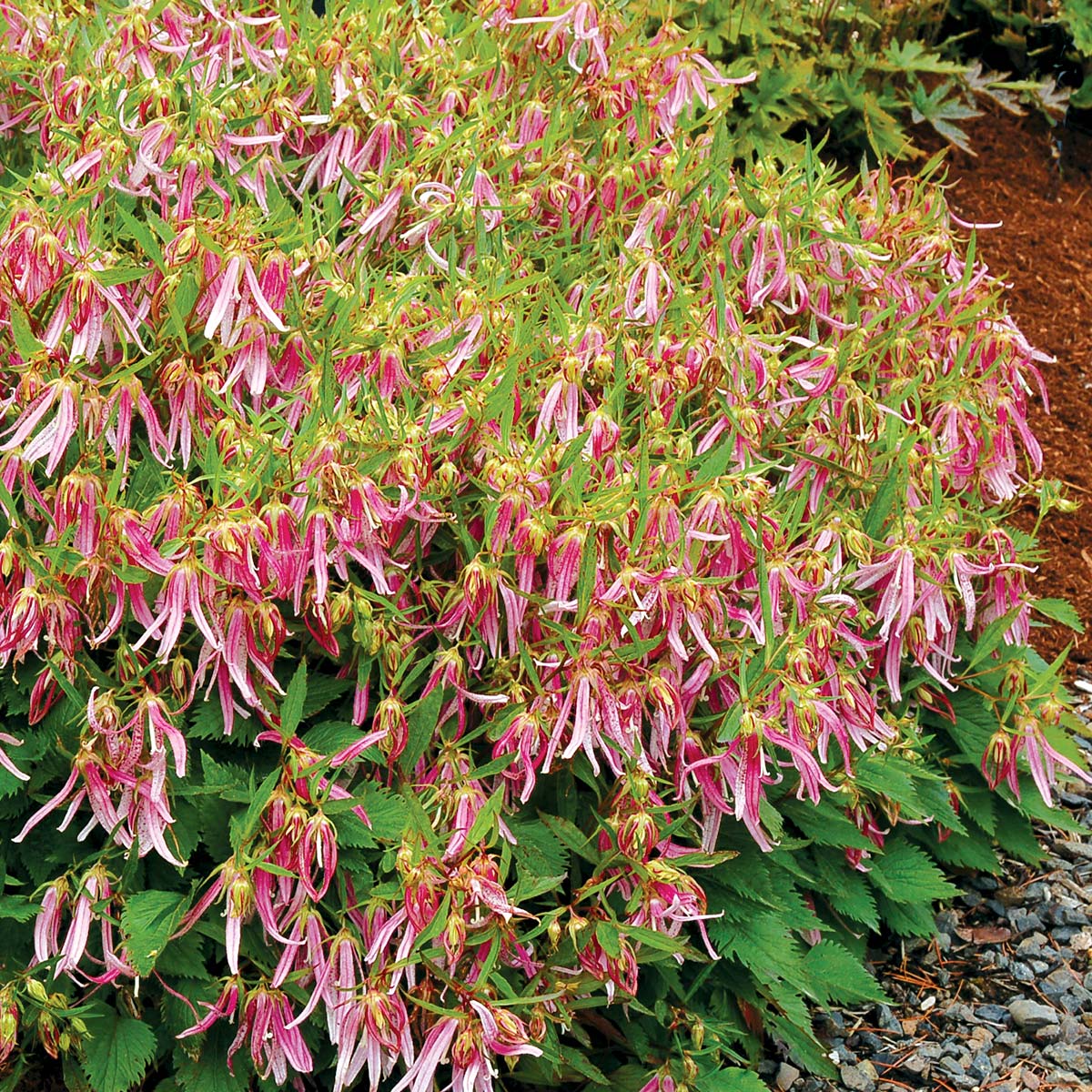 ‘Pink Octopus’ Campanula