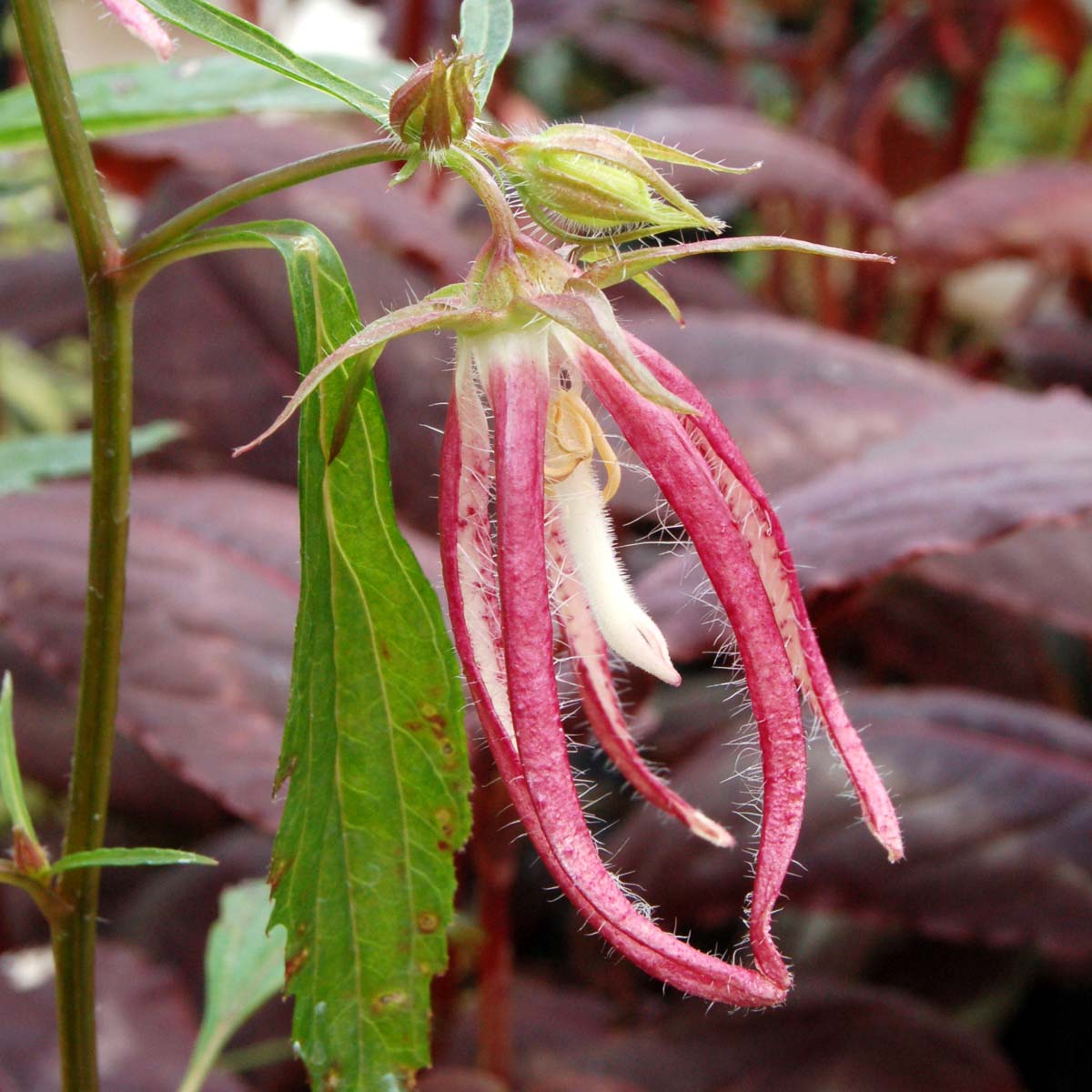 ‘Pink Octopus’ Campanula - Image 2