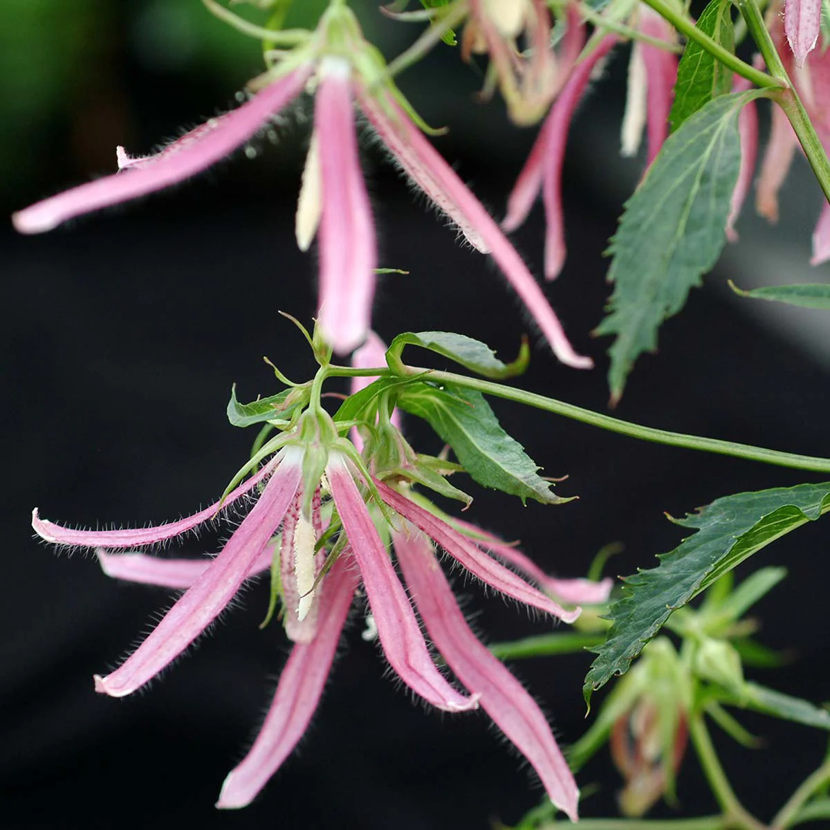 ‘Pink Octopus’ Campanula - Image 3