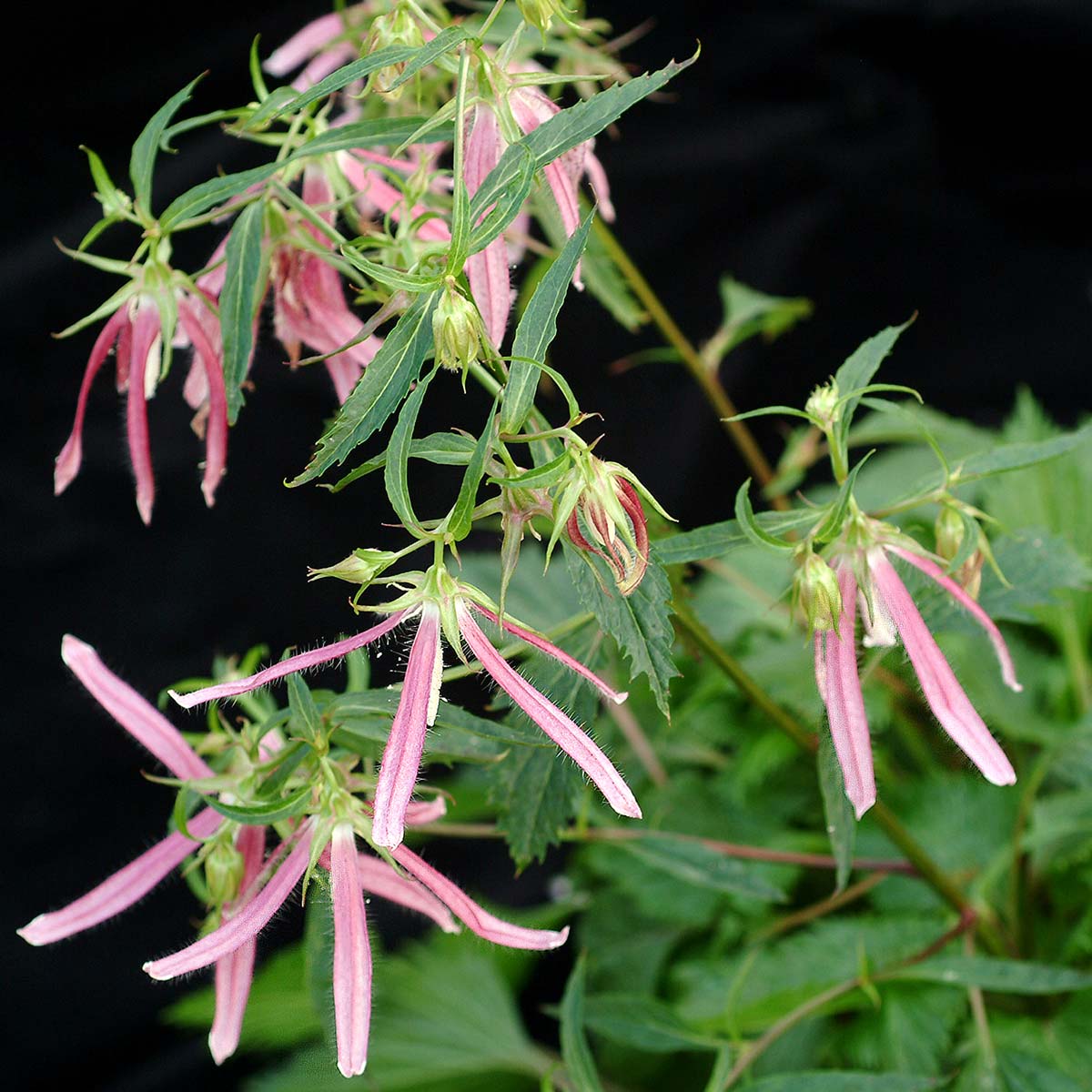 ‘Pink Octopus’ Campanula - Image 4