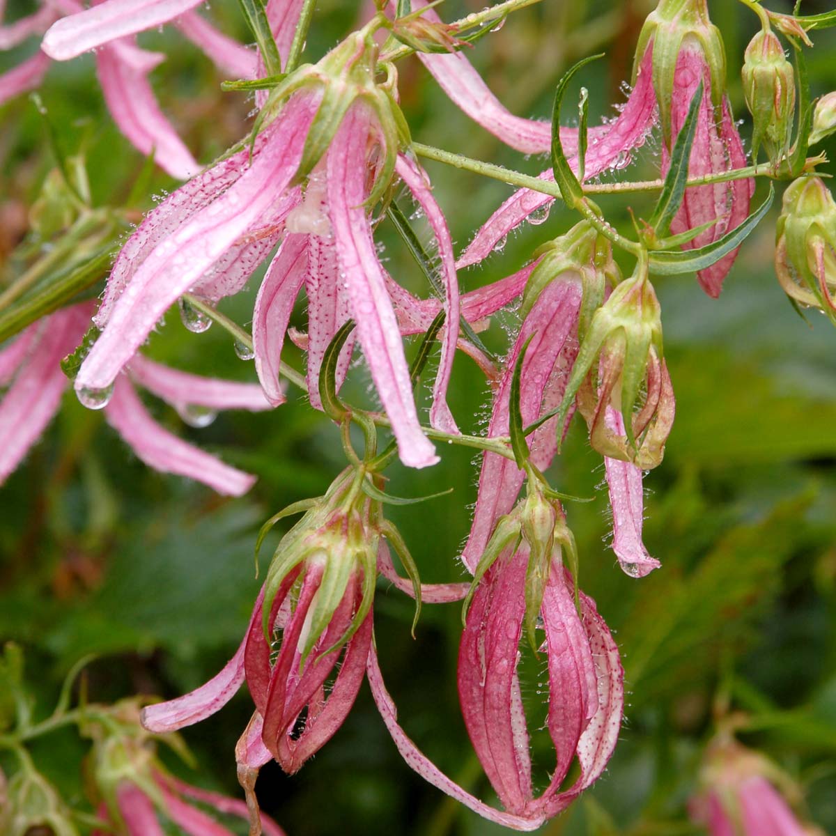 ‘Pink Octopus’ Campanula - Image 5