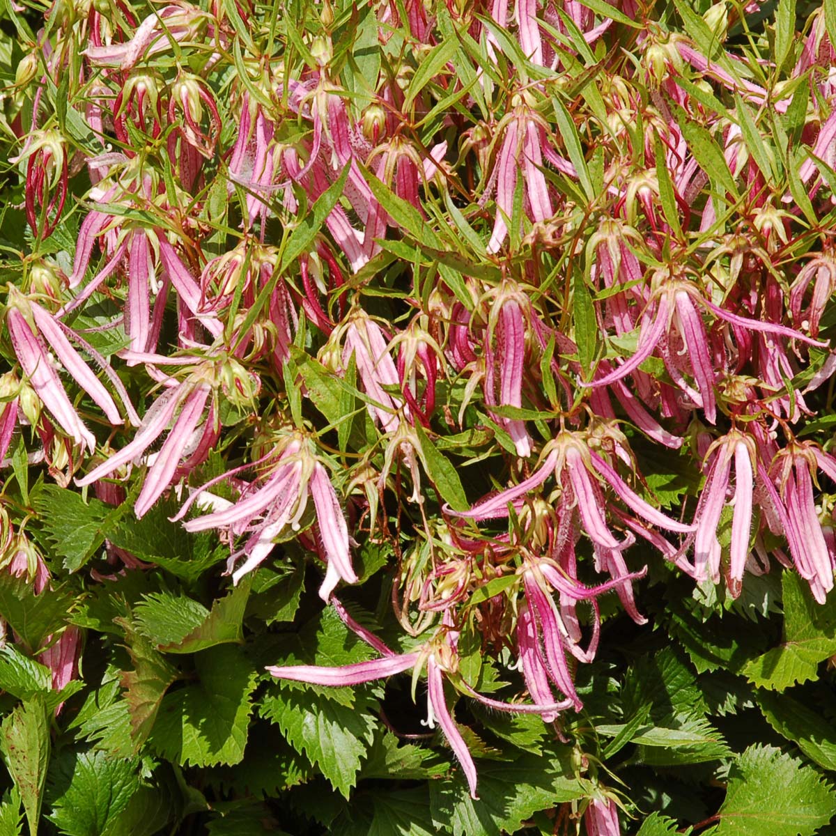 ‘Pink Octopus’ Campanula - Image 6
