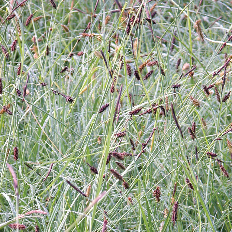Carex Blue Zinger