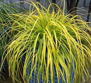 Carex EverColor® 'Everillo'