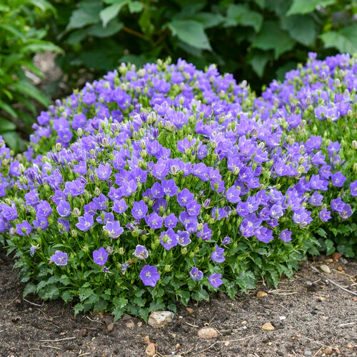 Mini Marvels™ Midnight Carpathian Bellflower | Proven Winners®