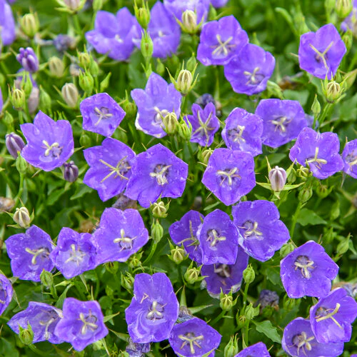 Mini Marvels™ Midnight Carpathian Bellflower | Proven Winners® - Image 2