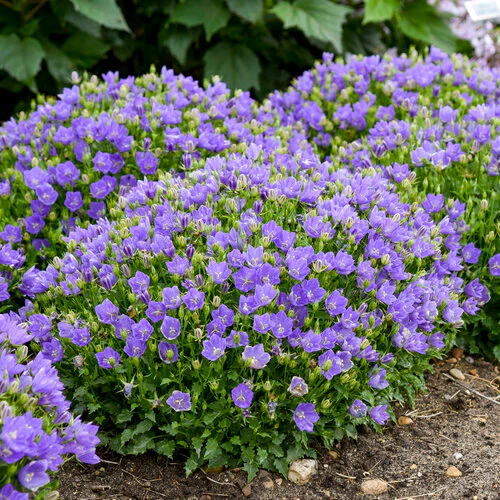 Mini Marvels™ Midnight Carpathian Bellflower | Proven Winners® - Image 3