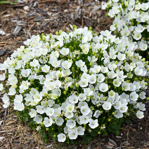 Mini Marvels™ Starbright Carpathian Bellflower | Proven Winners®