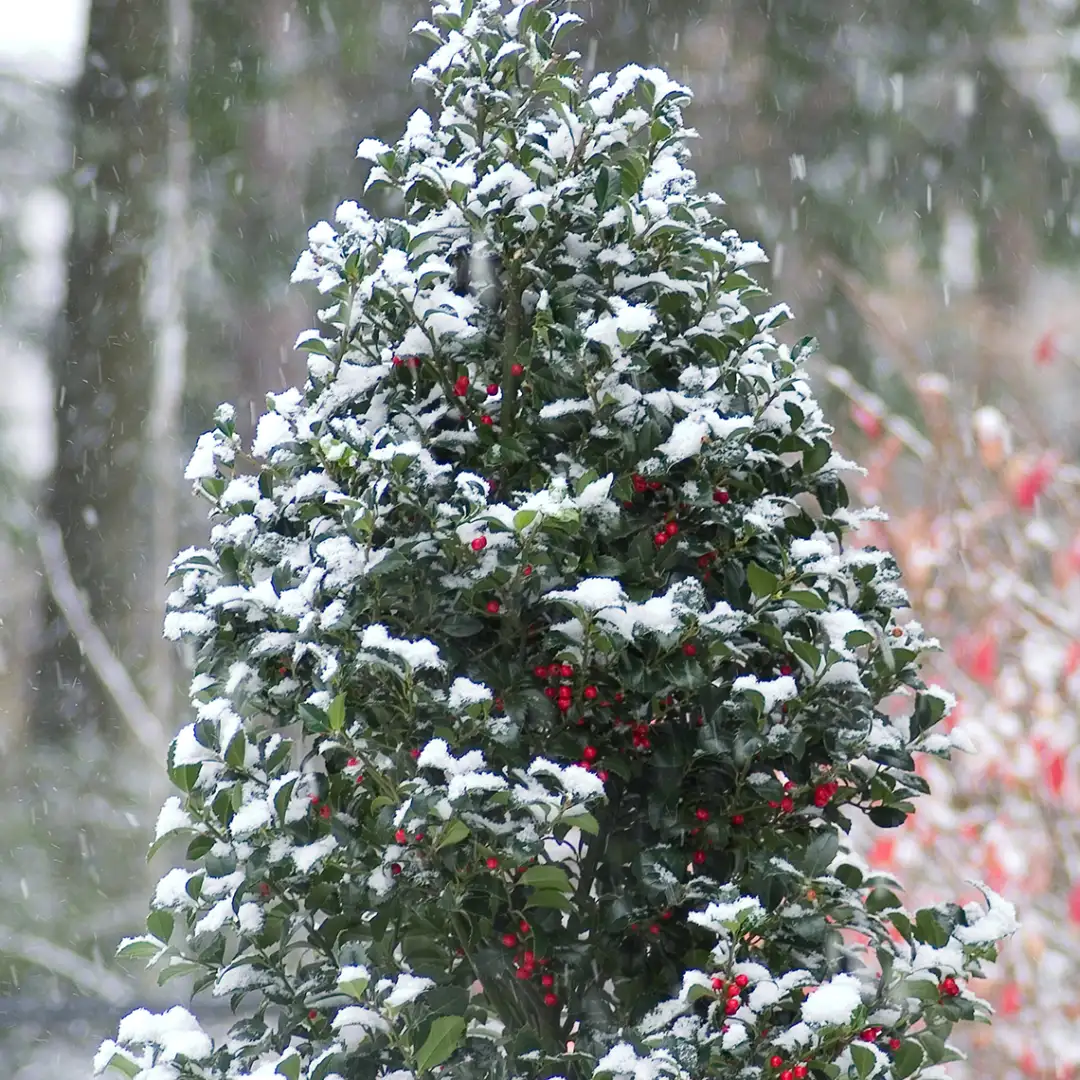 CASTLE SPIRE® Holly - Blue | Proven Winners®