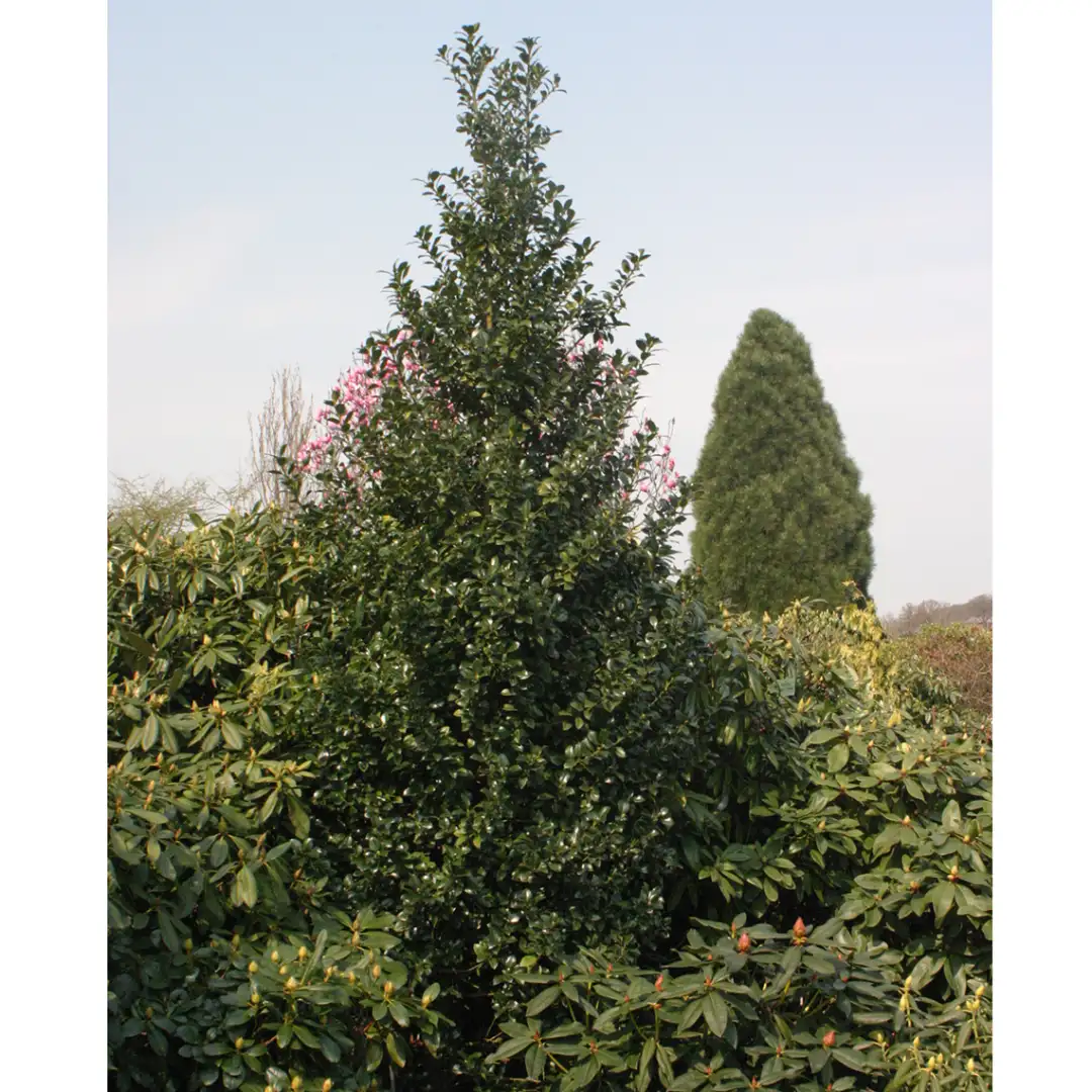CASTLE SPIRE® Holly - Blue | Proven Winners® - Image 2