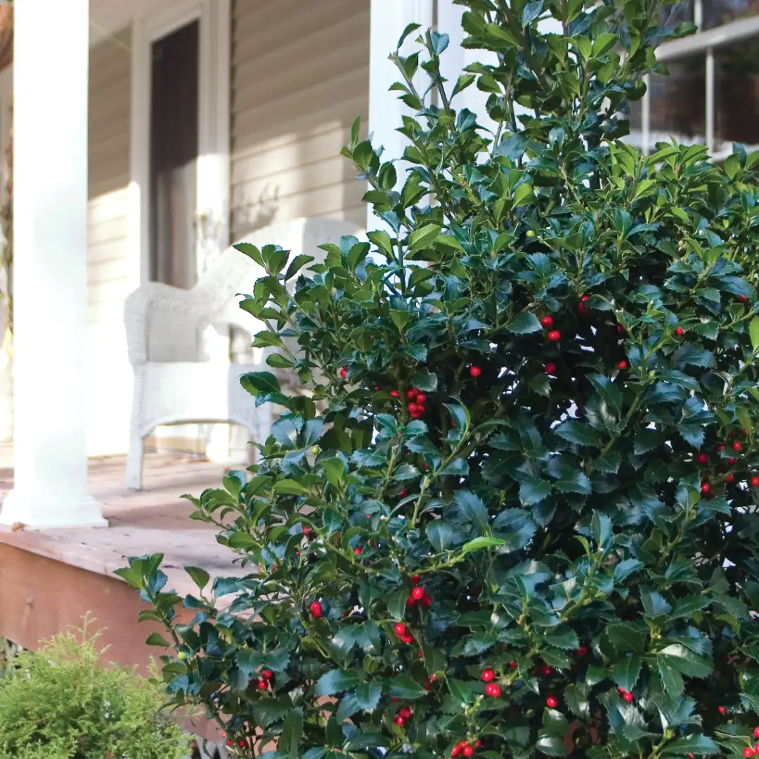 CASTLE SPIRE® Holly - Blue | Proven Winners® - Image 3