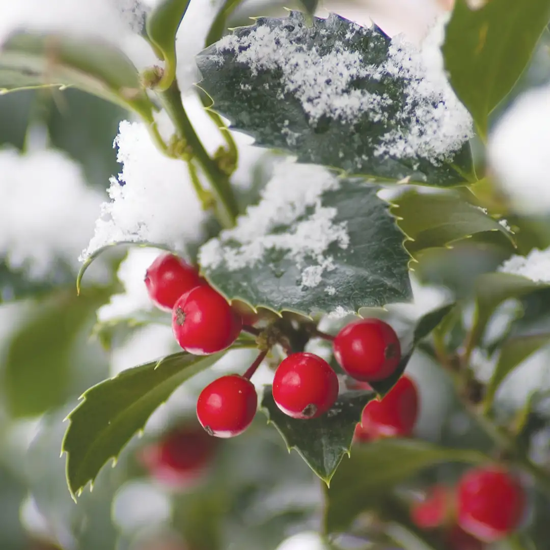 CASTLE SPIRE® Holly - Blue | Proven Winners® - Image 4