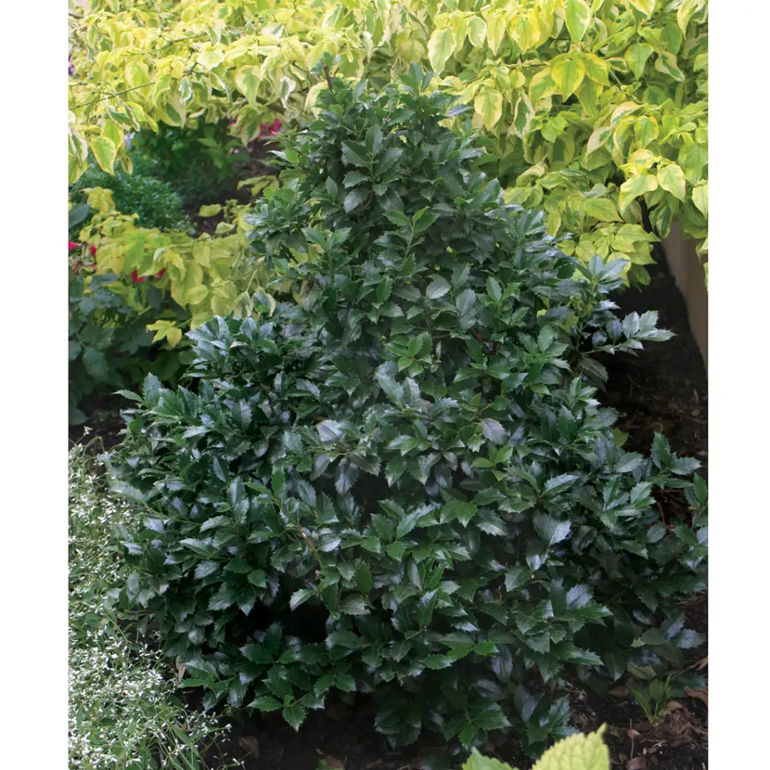 CASTLE SPIRE® Holly - Blue | Proven Winners® - Image 5