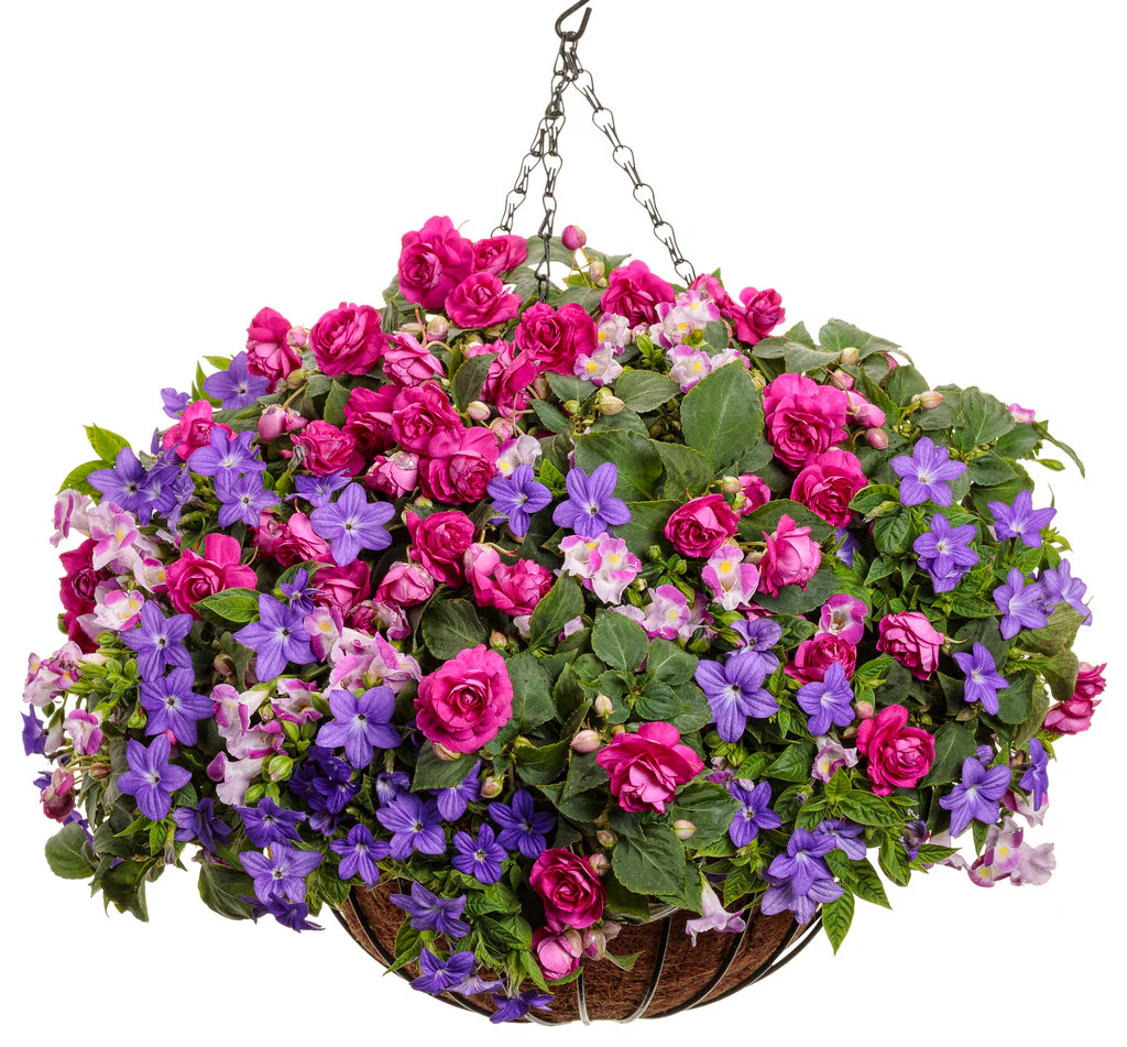 Catalina® Pink Torenia | Proven Winners® - Image 3