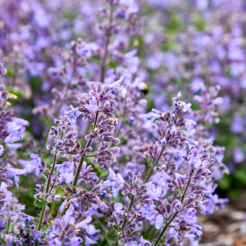 Catwalk Queen' Nepeta | Proven Winners®