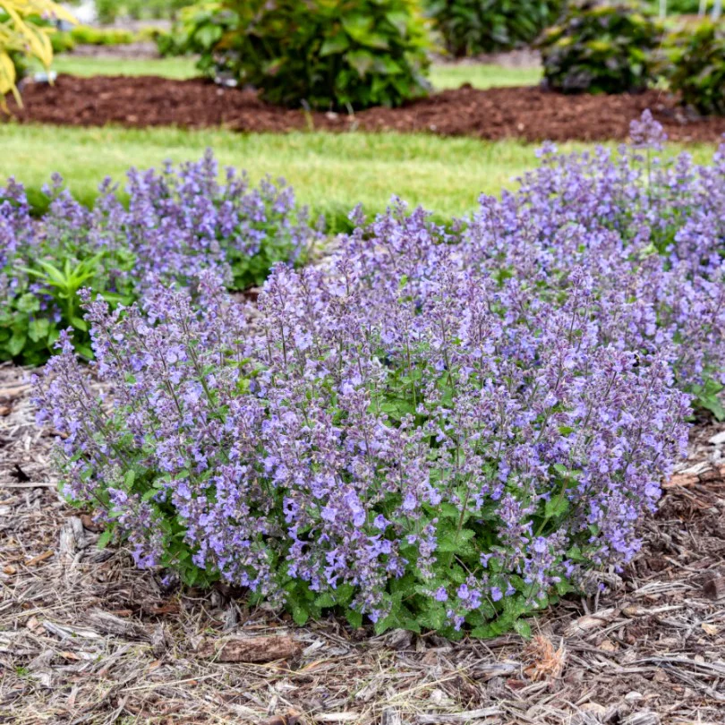 Catwalk Queen' Nepeta | Proven Winners® - Image 2