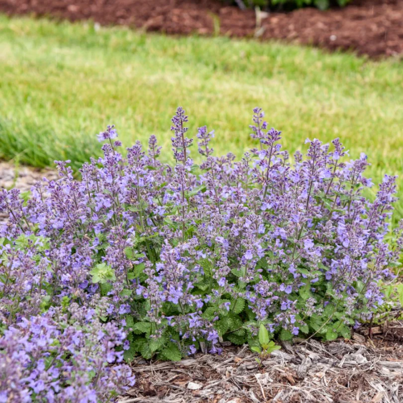 Catwalk Queen' Nepeta | Proven Winners® - Image 3