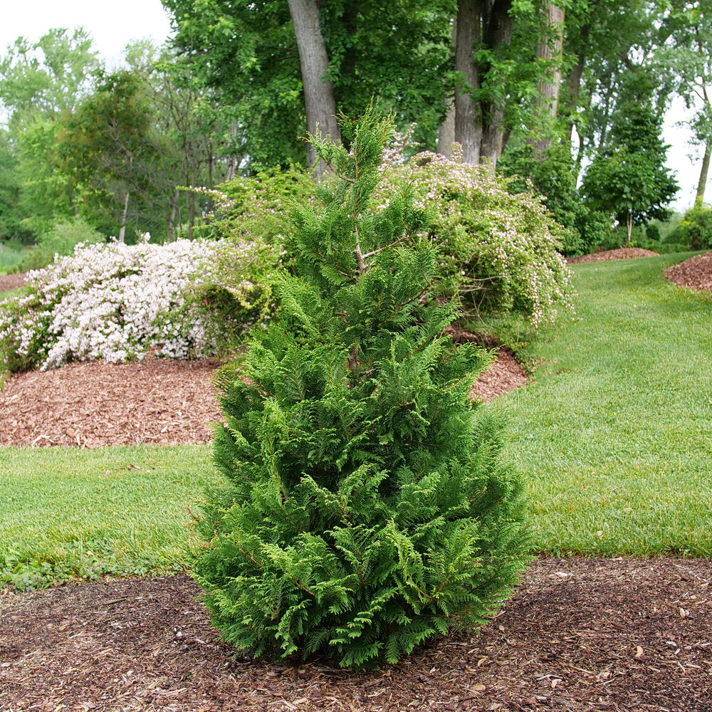 CEDAR RAPIDS™ Chamaecyparis False Cypress