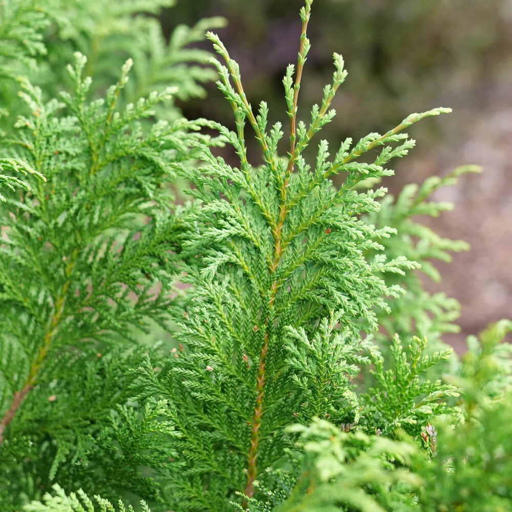 CEDAR RAPIDS™ Chamaecyparis False Cypress - Image 2