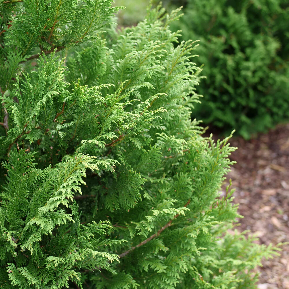 CEDAR RAPIDS™ Chamaecyparis False Cypress - Image 3