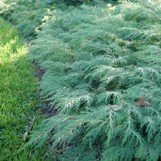 CELTIC PRIDE® Siberian Cypress | Proven Winners®