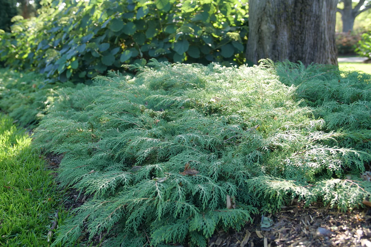 CELTIC PRIDE® Siberian Cypress | Proven Winners® - Image 2