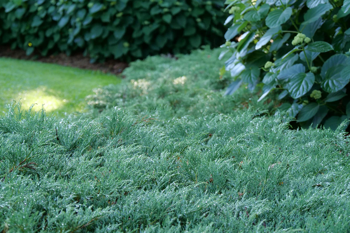 CELTIC PRIDE® Siberian Cypress | Proven Winners® - Image 3