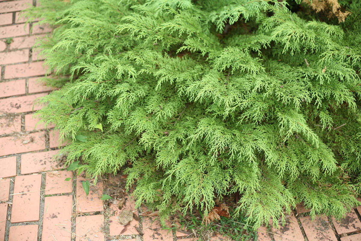 CELTIC PRIDE® Siberian Cypress | Proven Winners® - Image 4