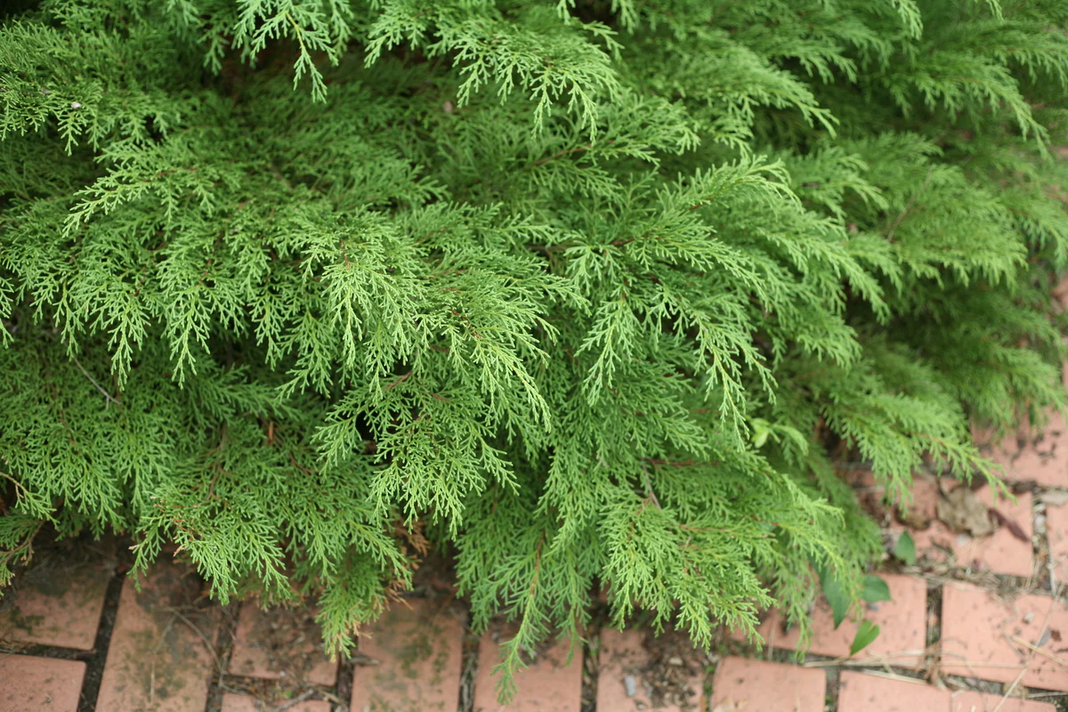 CELTIC PRIDE® Siberian Cypress | Proven Winners® - Image 5
