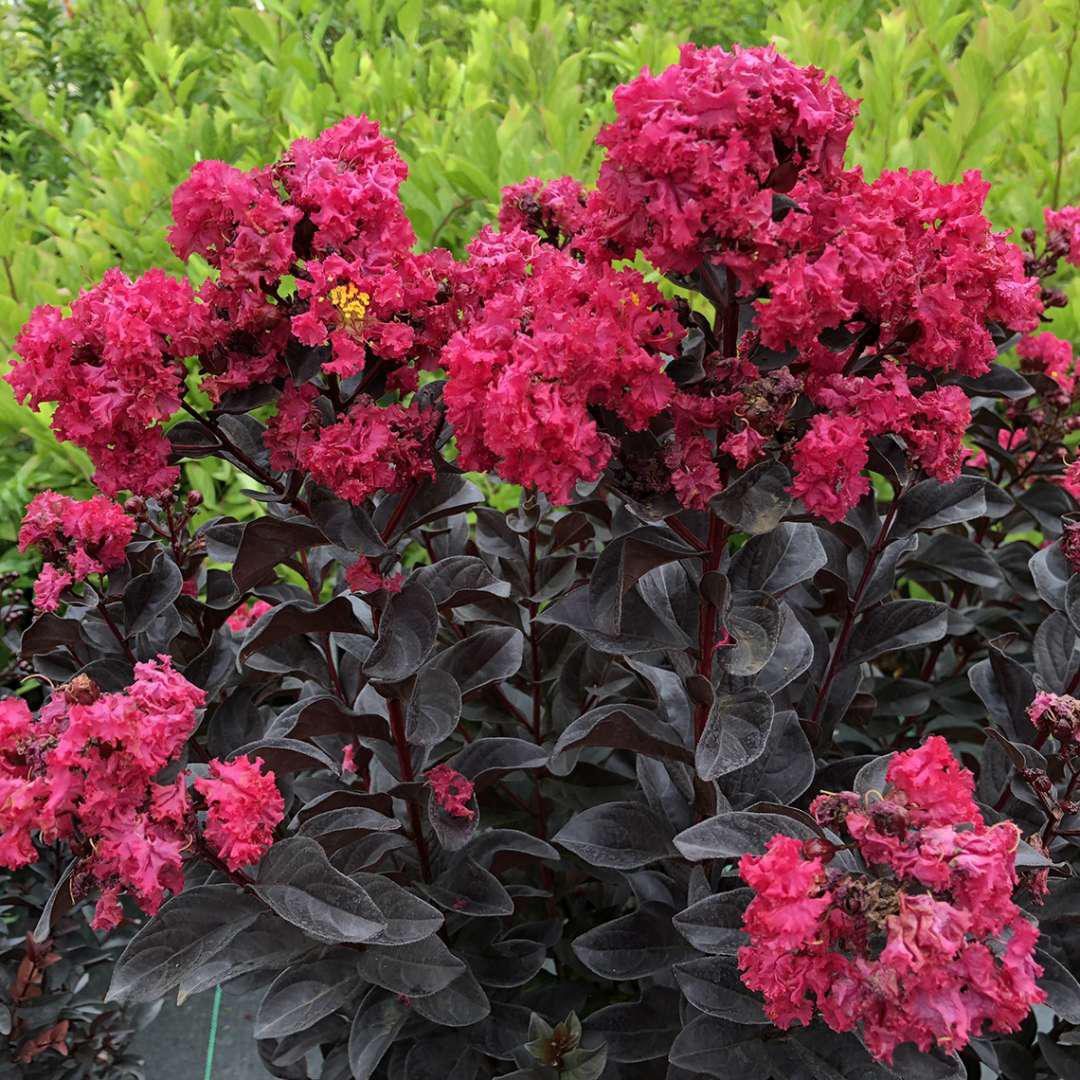 CENTER STAGE® Pink Crapemyrtle