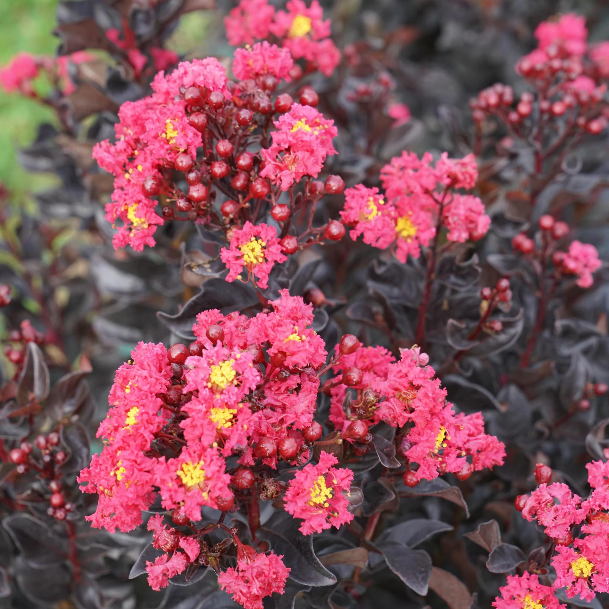 CENTER STAGE® Pink Crapemyrtle - Image 2