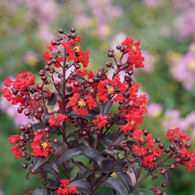 Center Stage® Red Lagerstroemia
