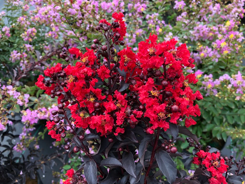 Center Stage® Red Lagerstroemia - Image 2