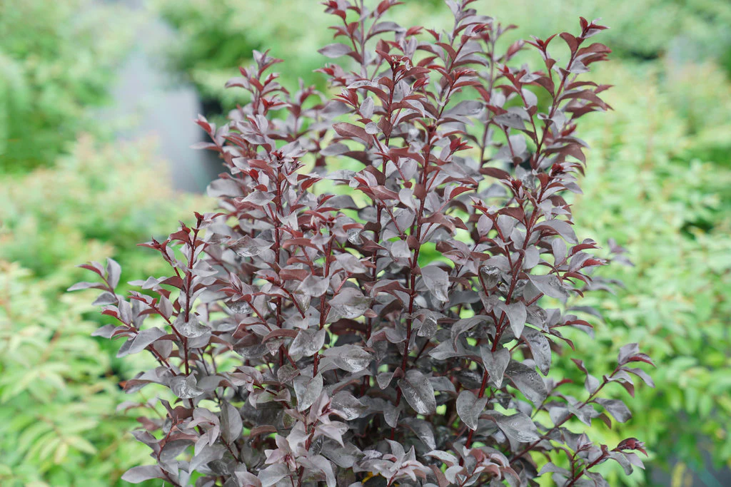 Center Stage® Red Lagerstroemia - Image 3