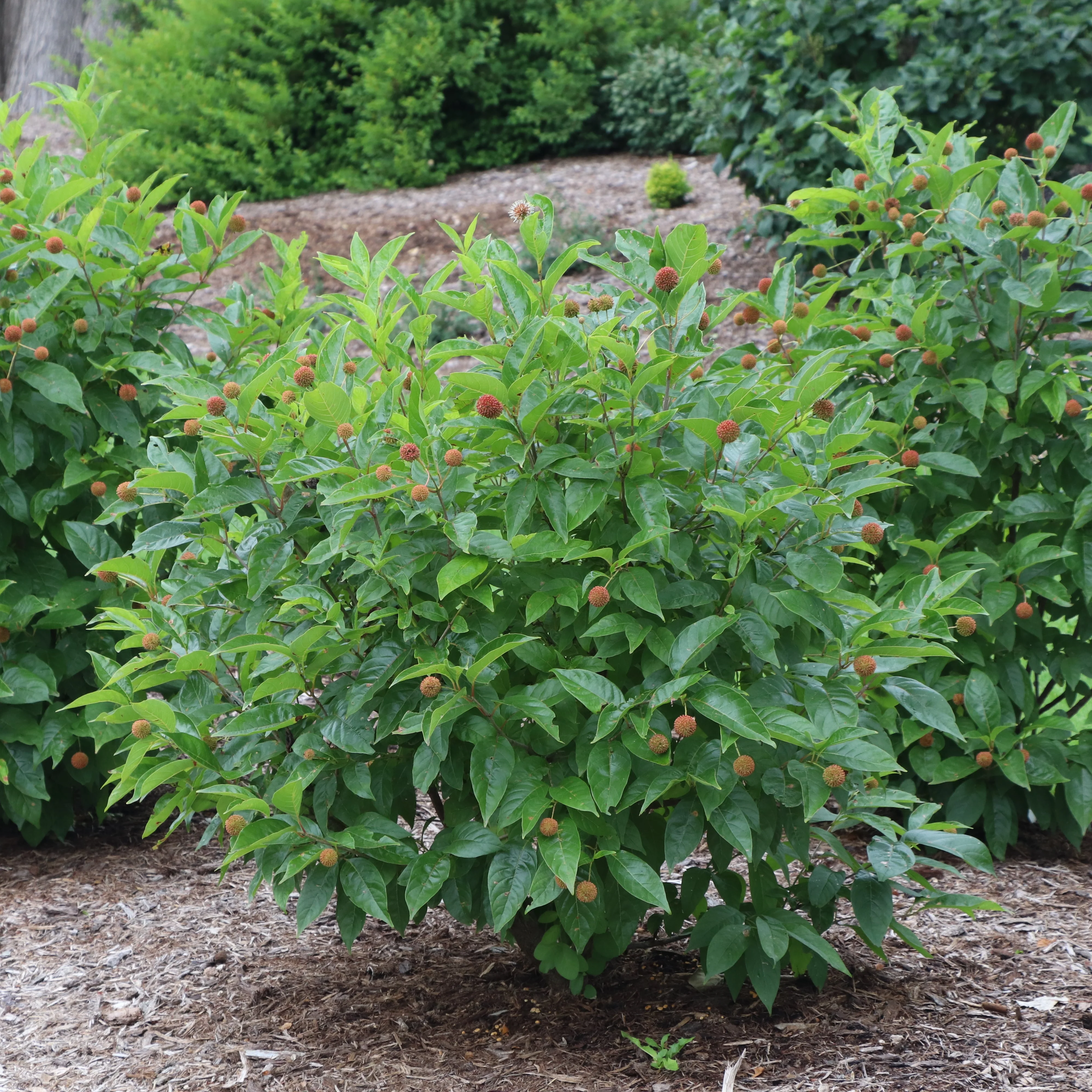 SUGAR SHACK® 2.0 Buttonbush | Proven Winners®