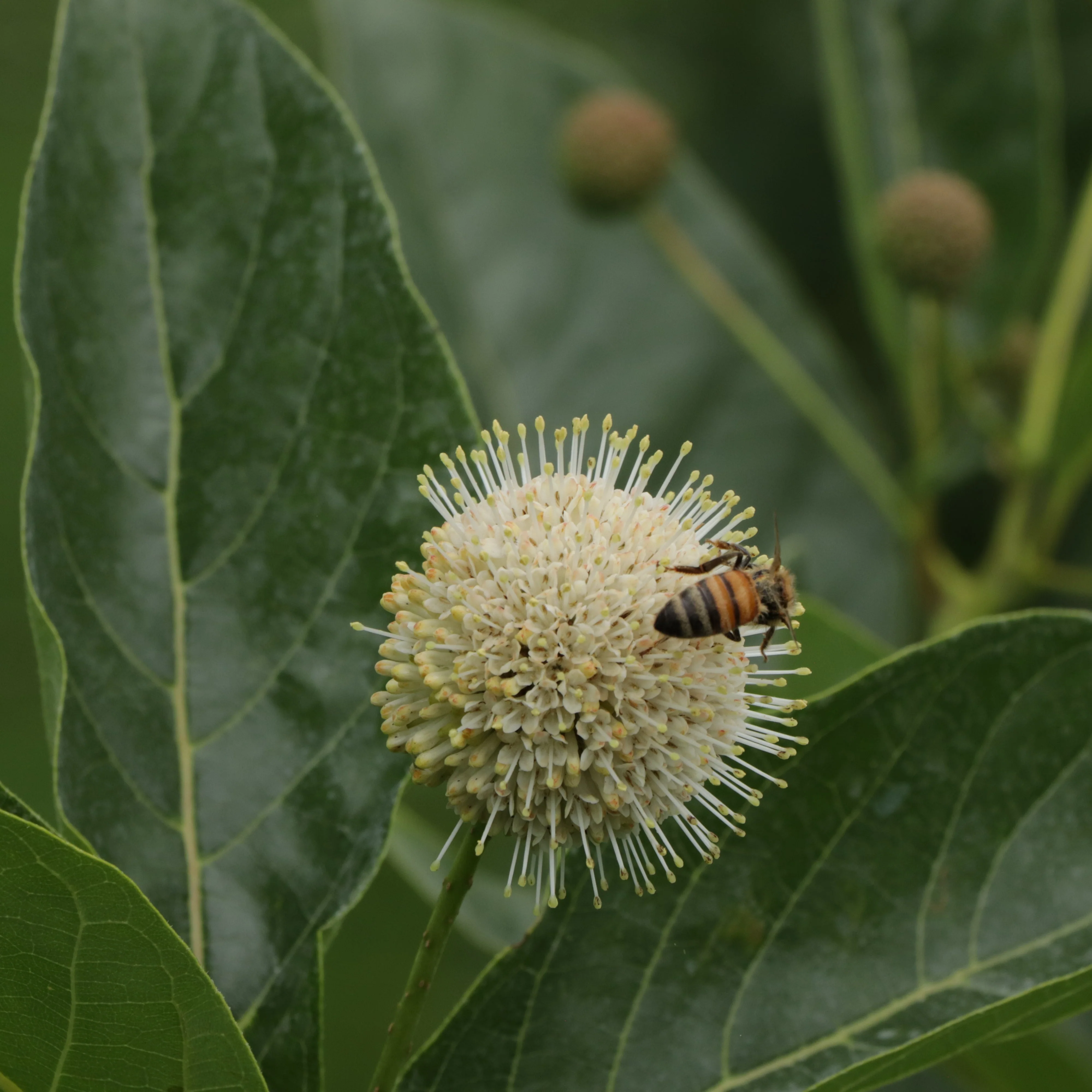 SUGAR SHACK® 2.0 Buttonbush | Proven Winners® - Image 2