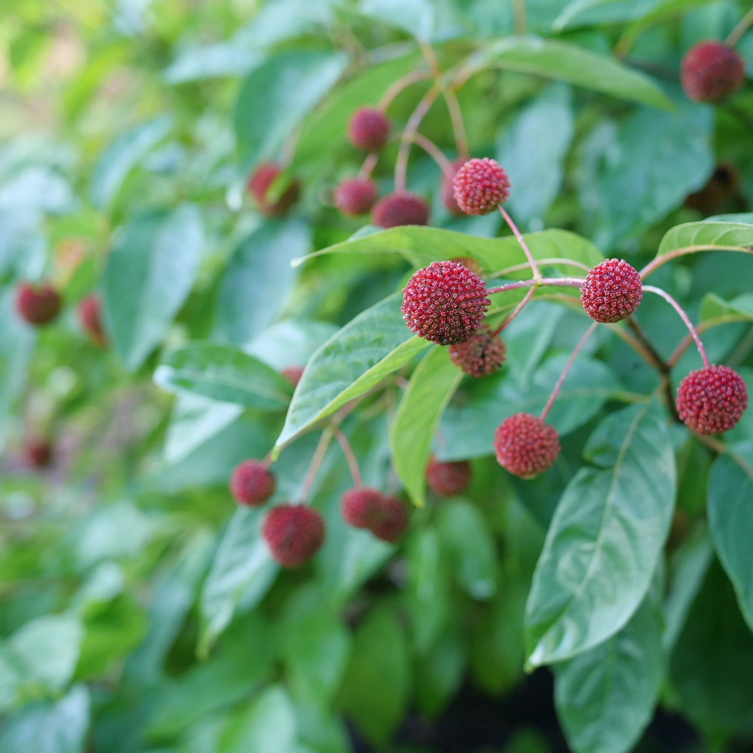 SUGAR SHACK® 2.0 Buttonbush | Proven Winners® - Image 3