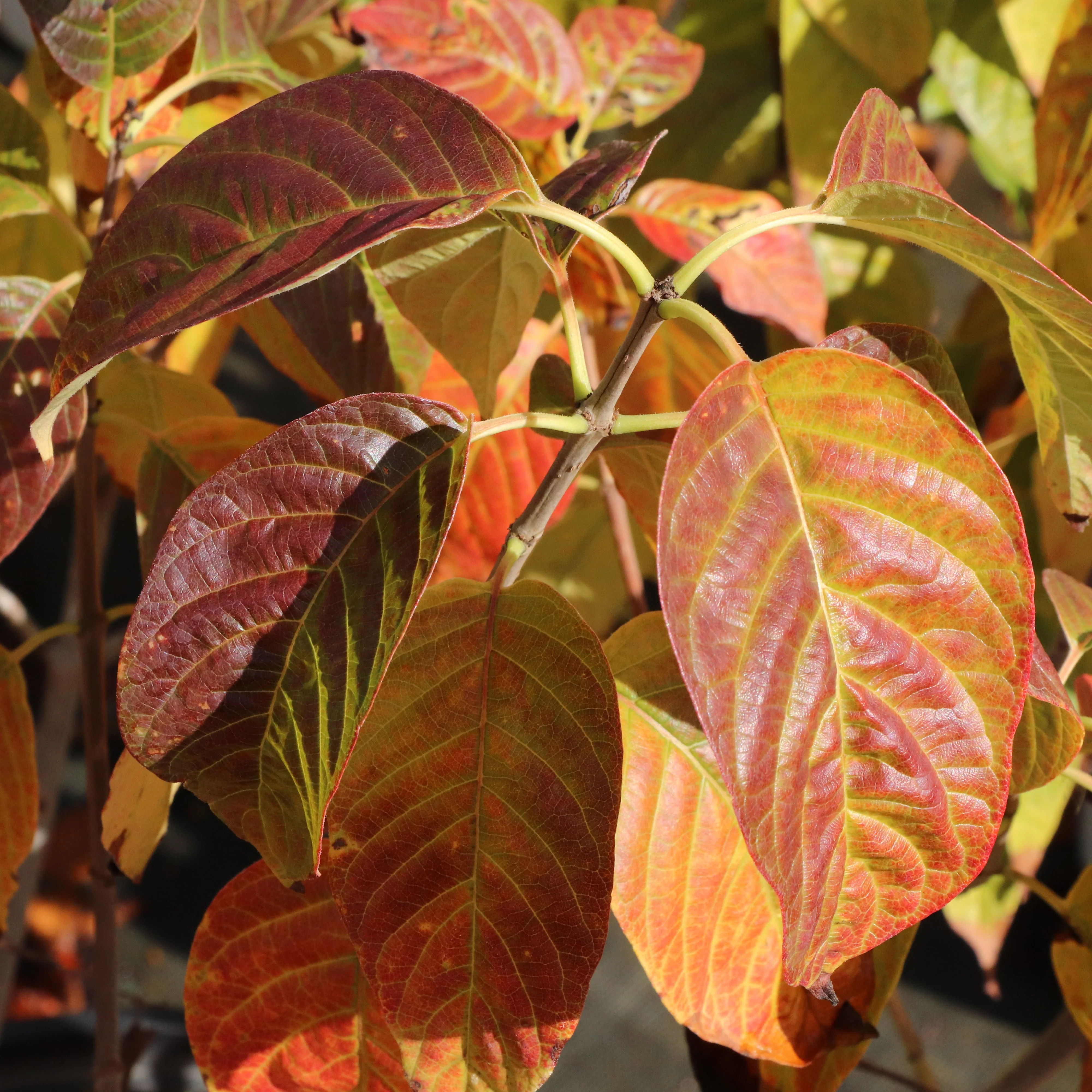 SUGAR SHACK® 2.0 Buttonbush | Proven Winners® - Image 4