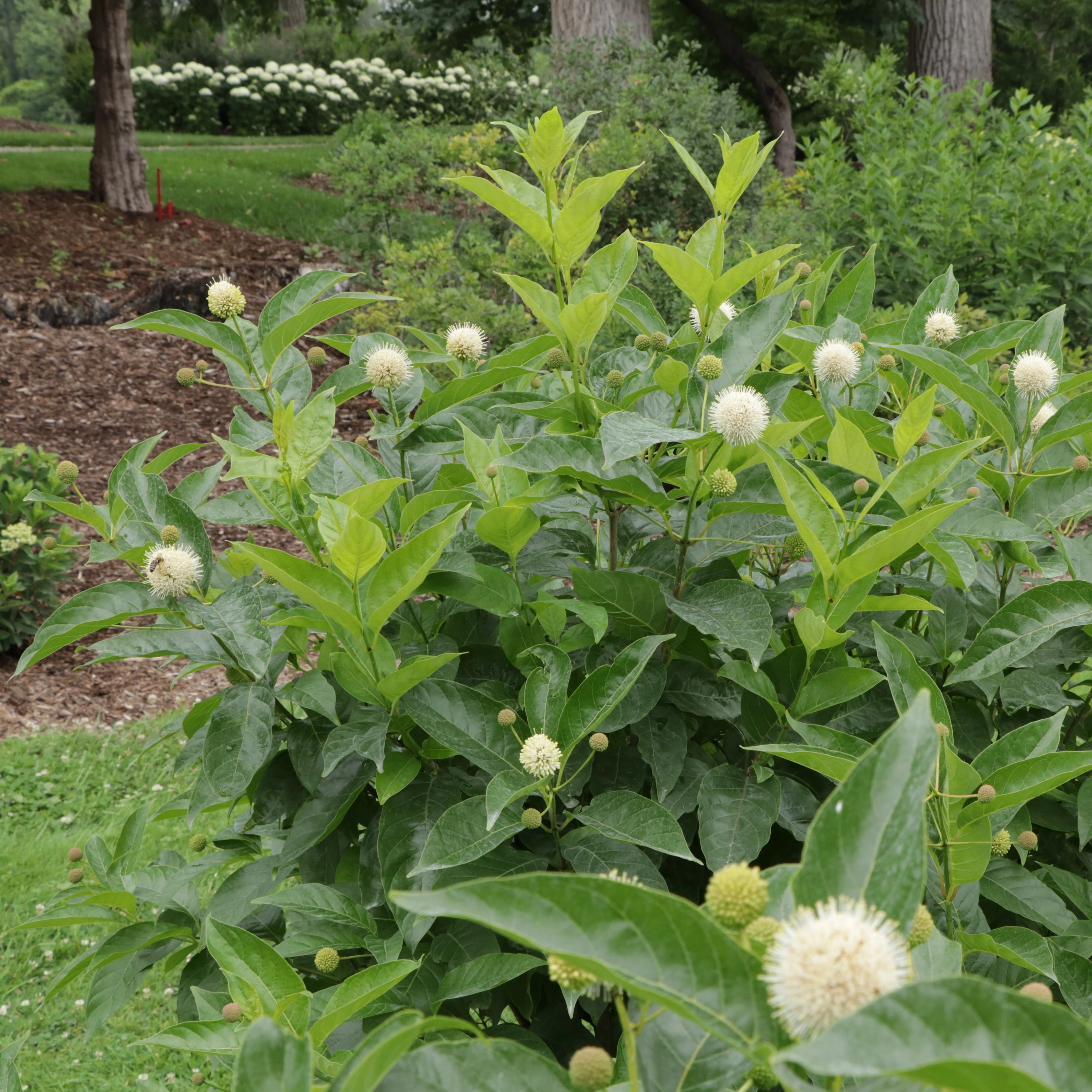SUGAR SHACK® 2.0 Buttonbush | Proven Winners® - Image 5