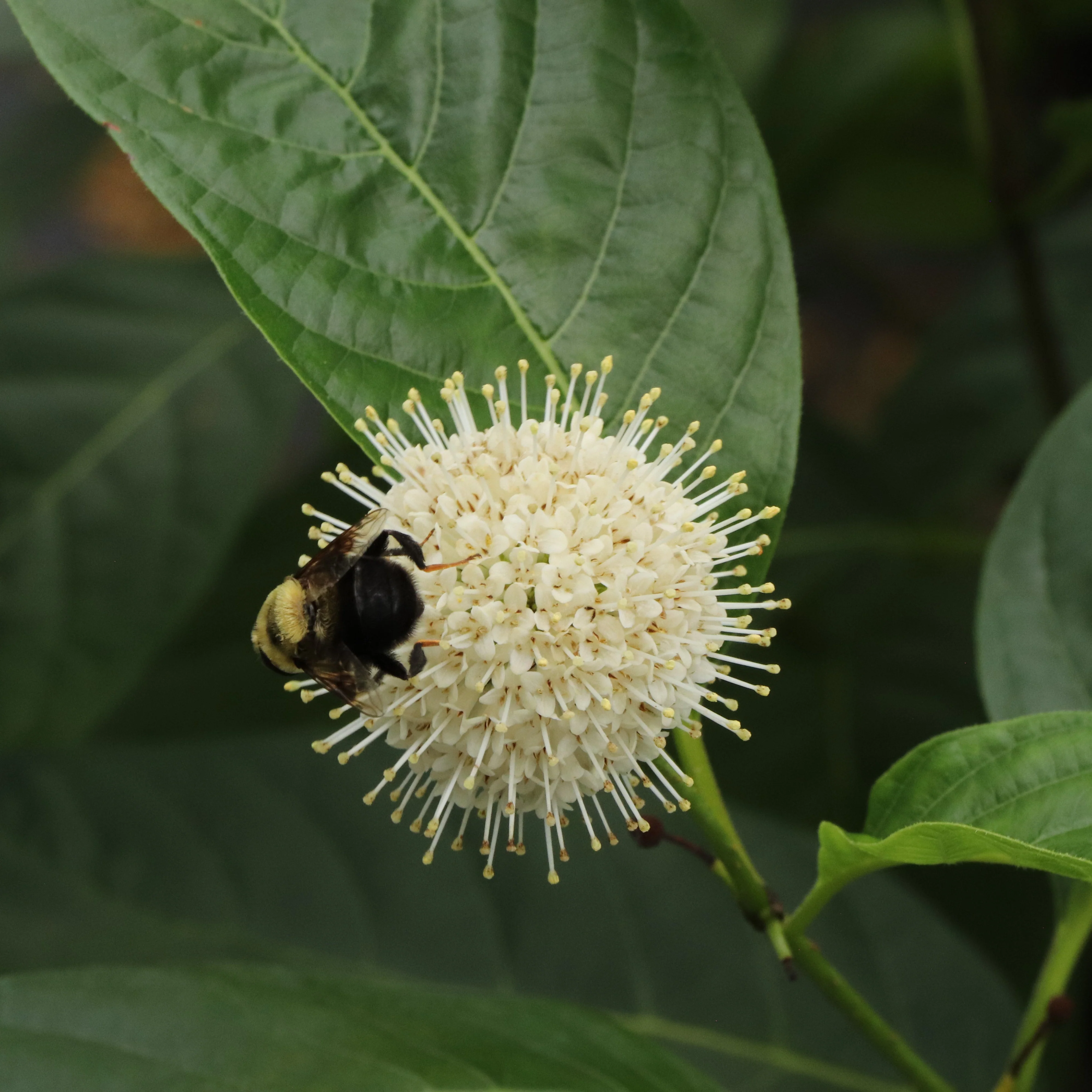 SUGAR SHACK® 2.0 Buttonbush | Proven Winners® - Image 6