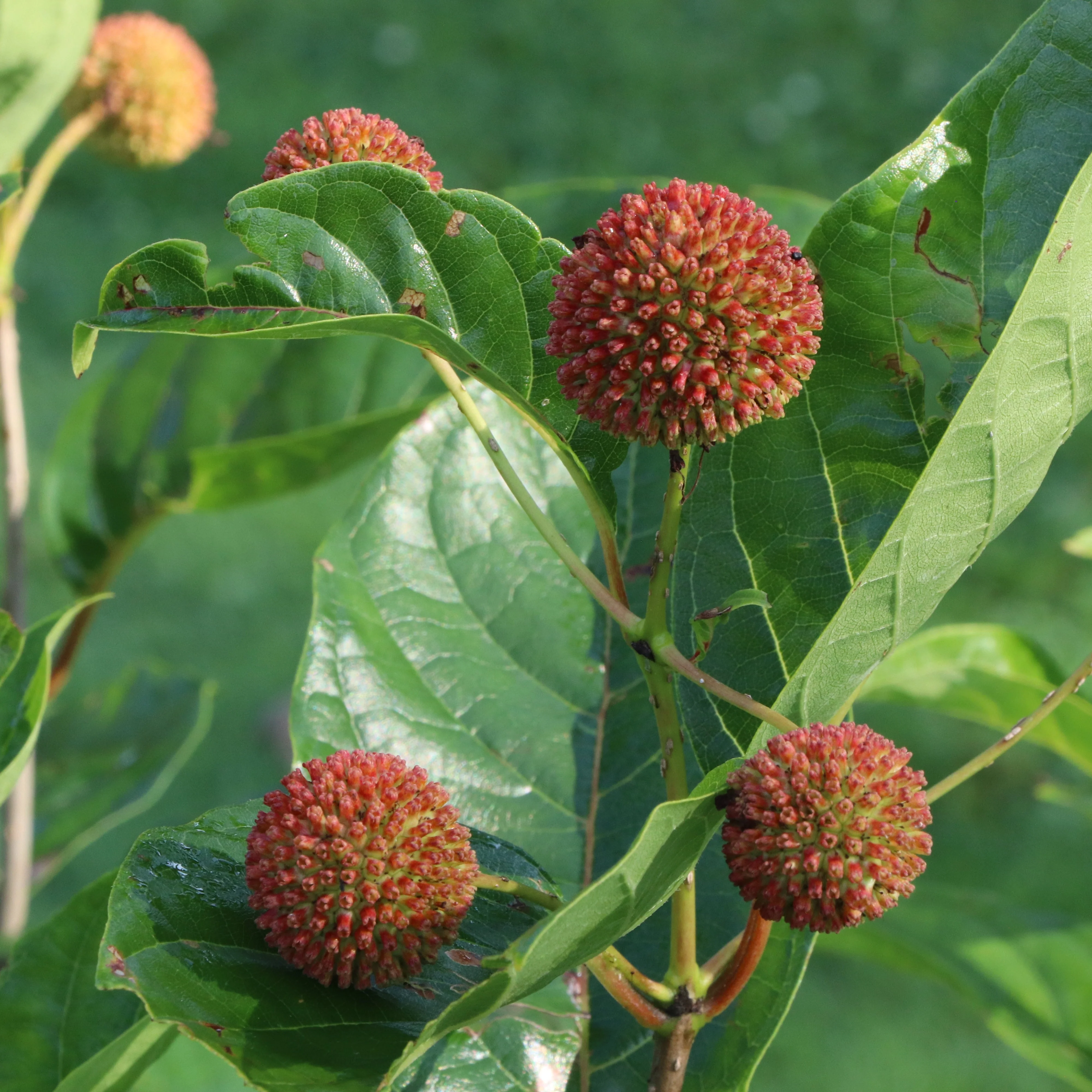 SUGAR SHACK® 2.0 Buttonbush | Proven Winners® - Image 7