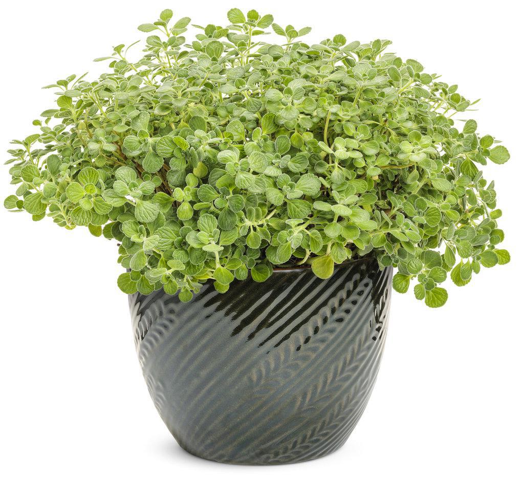 Cerveza 'n Lime® Plectranthus | Proven Winners® - Image 3