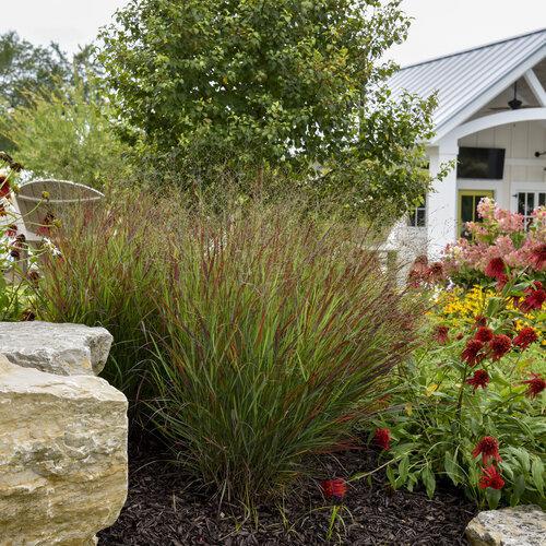 Prairie Winds® 'Cheyenne Sky' panicum virgatum | Proven Winners
