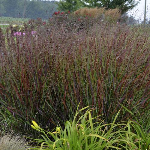 Prairie Winds® 'Cheyenne Sky' panicum virgatum | Proven Winners - Image 2