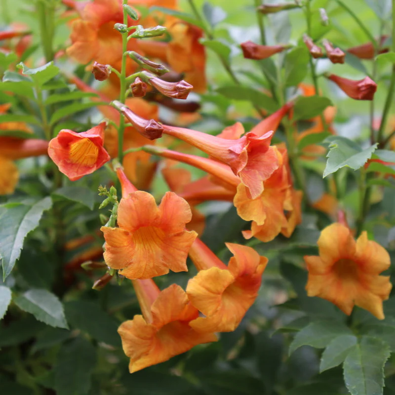 CHICKLET® Orange Trumpet Bush, Esperanza