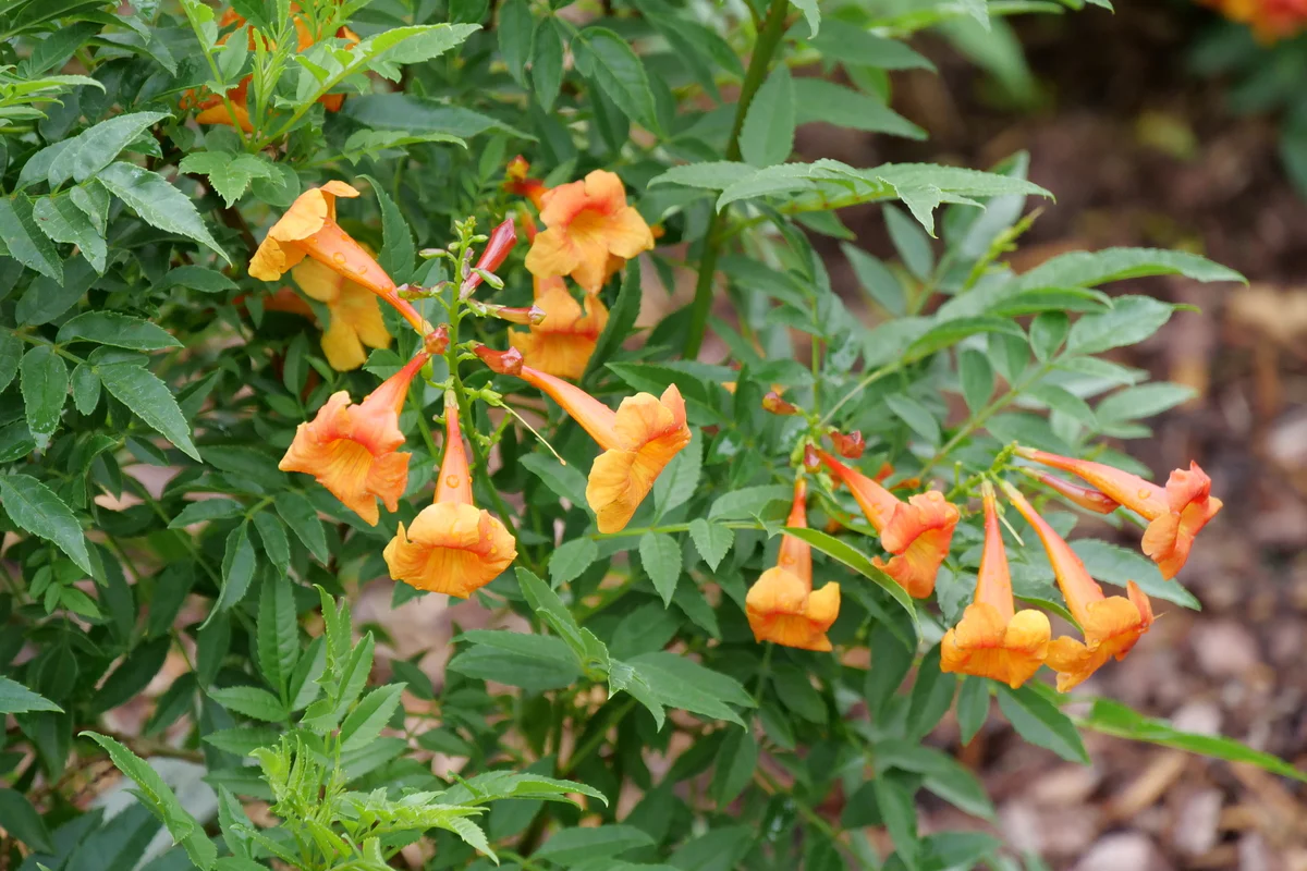 CHICKLET® Orange Trumpet Bush, Esperanza - Image 2