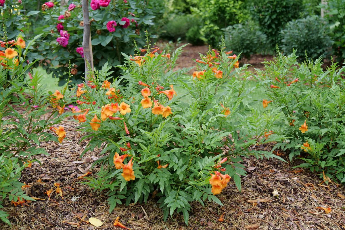 CHICKLET® Orange Trumpet Bush, Esperanza - Image 3