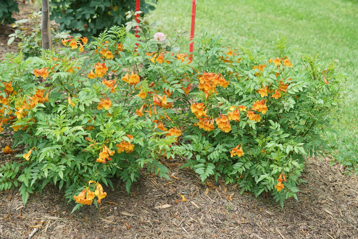 CHICKLET® Orange Trumpet Bush, Esperanza - Image 4