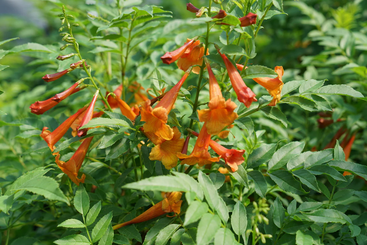 CHICKLET® Orange Trumpet Bush, Esperanza - Image 5