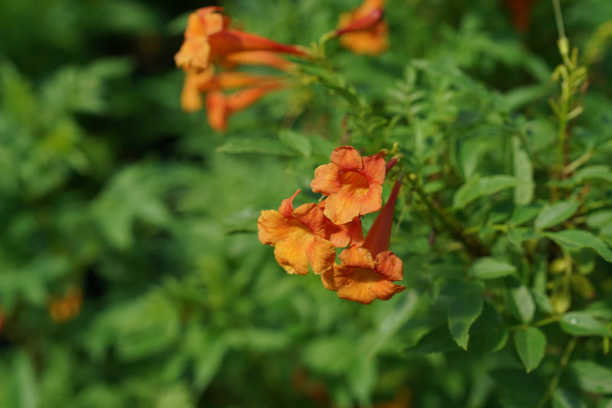 CHICKLET® Orange Trumpet Bush, Esperanza - Image 6